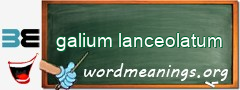 WordMeaning blackboard for galium lanceolatum